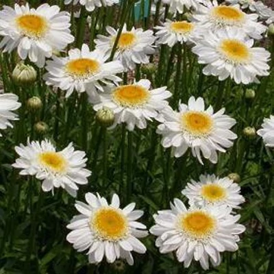 Leucanthemum x superbum 'Sunny Side Up' - Kerti margaréta