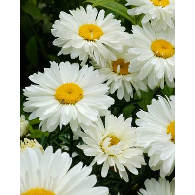 Leucanthemum x superbum 'Victorian Secret' - Kerti margaréta