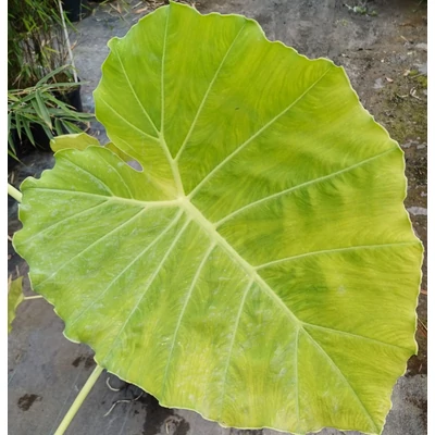 Leucocasia gigantea (syn.: Colocasia gigantea) 'Laosy Giant' - Elefántfül