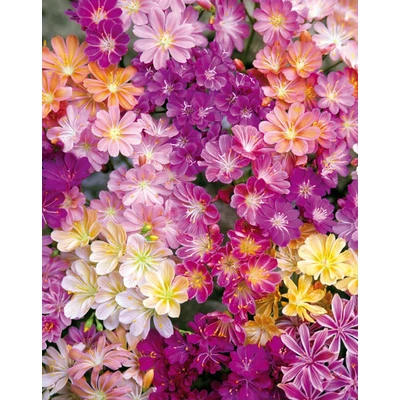 Lewisia cotyledon 'Regenbogen' – Változékony dohánygyökér (színkeverék)