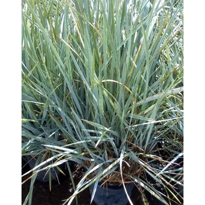 Leymus arenarius 'Glauca' – Homoki hajperje