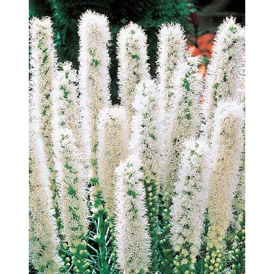 Liatris spicata 'Floristan Weiss' – Füzéres díszcsorba