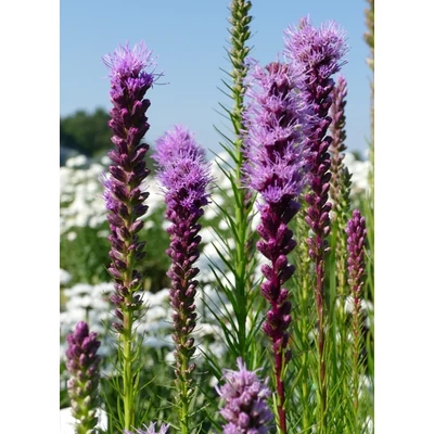 Liatris spicata – Füzéres díszcsorba