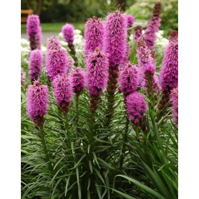 Liatris spicata 'Kobold' – Füzéres díszcsorba
