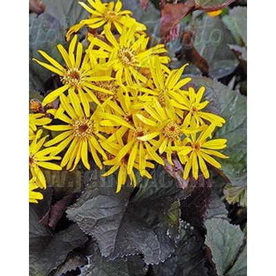 Ligularia dentata 'Midnight Lady' – Kínai hamuvirág