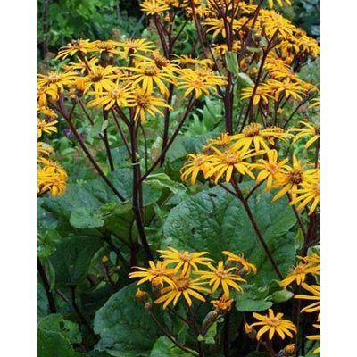 Ligularia dentata 'Othello' – Kínai hamuvirág