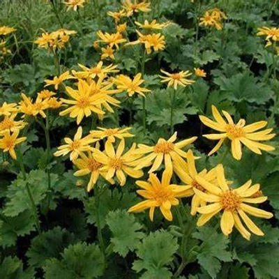 Ligularia japonica – Hamuvirág