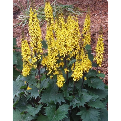 Ligularia 'Little Rocket' – Karcsú hamuvirág