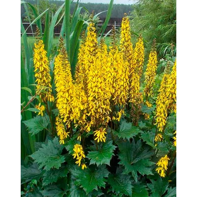 Ligularia przewalskii – Távol-keleti hamuvirág