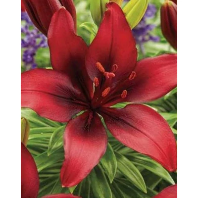 Lilium asiatic 'Cavoli' – Ázsiai liliom