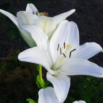 Lilium asiatic 'Gwen' – Liliom
