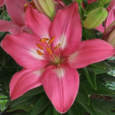 Lilium asiatic 'Rozalynn' – Ázsiai hibrid liliom
