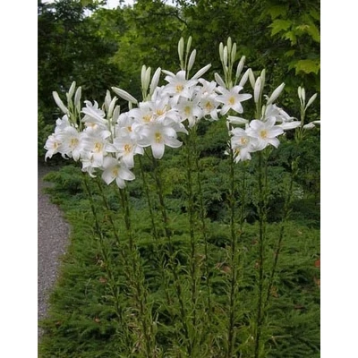 Lilium candidum – Madonnaliliom