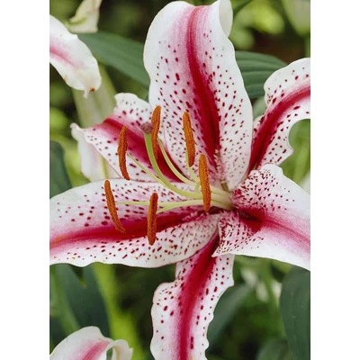 Lilium 'Dizzy' - Keleti (orientale) hibrid liliom