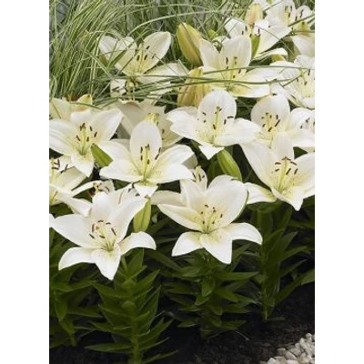 Lilium 'Happy Eskimo' – Ázsiai hibrid liliom
