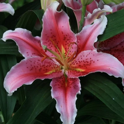 Lilium oriental 'Aspiration' – Orientális liliom