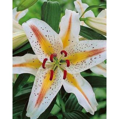 Lilium oriental 'Garden Party' – Keleti, orientális liliom