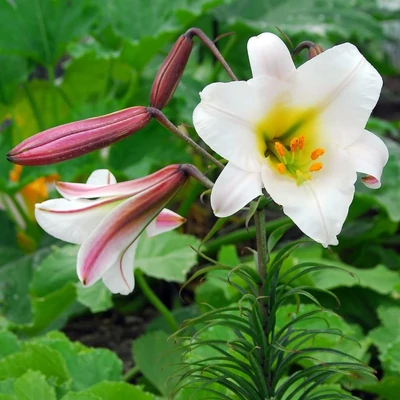 Lilium regale – Királyliliom