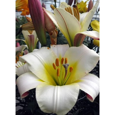 Lilium regale 'White Planet' - Királyliliom