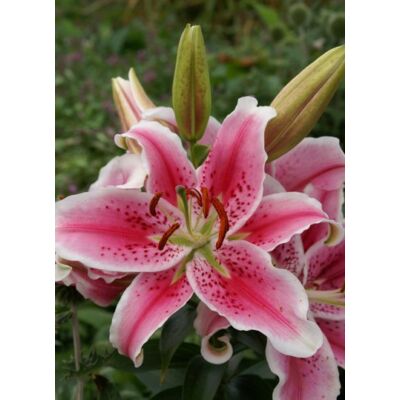 Lilium 'Star Gazer' - Keleti (orientale) hibrid liliom