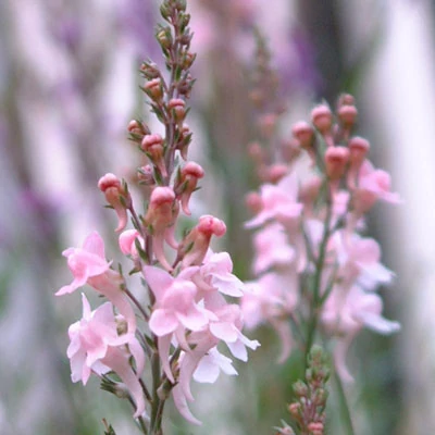 Linaria purpurea 'Canon J. Went' – Lila gyújtóványfű