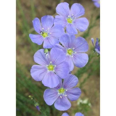 Linum perenne 'Saphir' (syn.:'Saphyr', 'Sapphirre', 'Blau Saphir', 'Blue Sapphire', 'Nanum Saphir', 'Nanum Sapphire', 'Nanum Blau Saphir', 'Nanum Blue Sapphire') – Évelő len