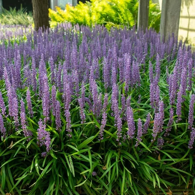 Liriope japonica – Gyepliliom