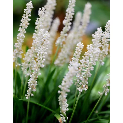 Liriope muscari 'Monroe White' – Gyöngyikés gyepliliom