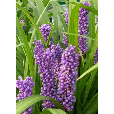 Liriope muscari 'Royal Purple' – Gyöngyikés gyepliliom