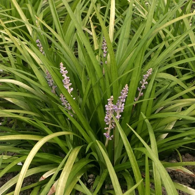 Liriope spicata – Füzéres gyepliliom