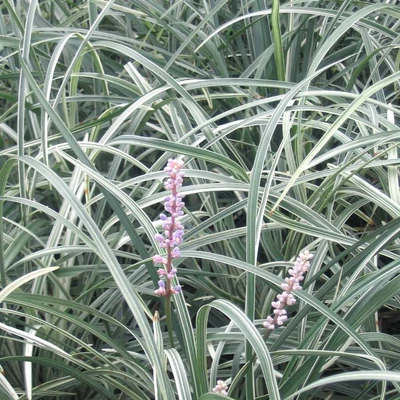 Liriope spicata 'Silver Dragon' – Füzéres gyepliliom