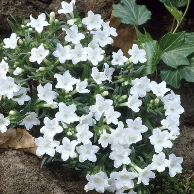 Lithodora affusa 'Alba' – Alacsony kőmagcserje