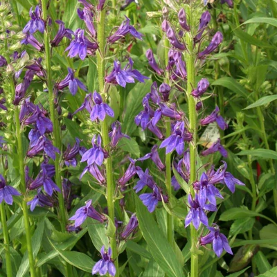 Lobelia x speciosa 'Fan Blue' – Pompás lobélia