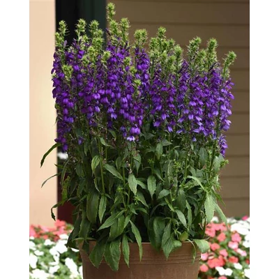 Lobelia speciosa 'Starship Blue' – Pompás lobélia