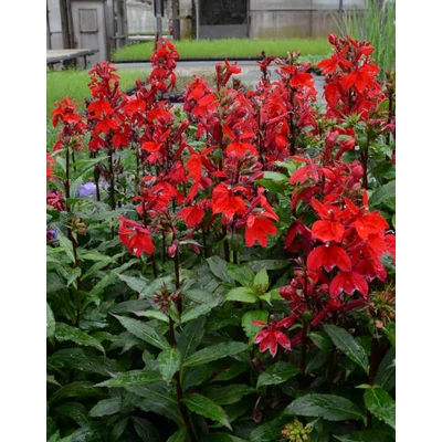 Lobelia speciosa 'Starship Scarlet' - Pompás lobélia