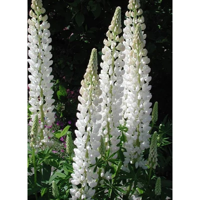 Lupinus 'Noble Maiden' – Csillagfürt (fehér)