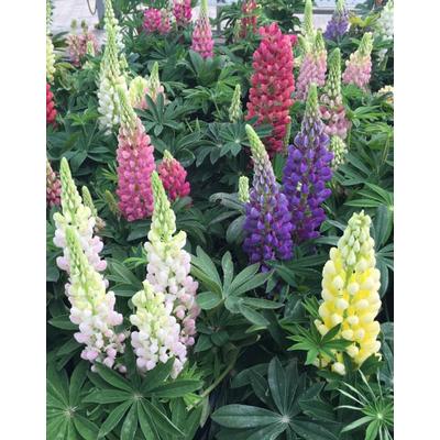 Lupinus polyphyllus 'Legendary Mix' – Csillagfürt (színkeverék)