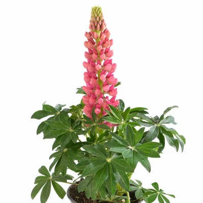 Lupinus polyphyllus 'Legendary Red Shades' – Csillagfürt