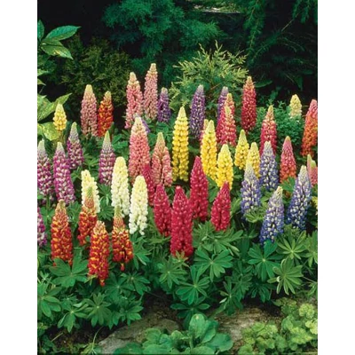 Lupinus polyphyllus 'Lupini Mix' – Csillagfürt (színkeverék)