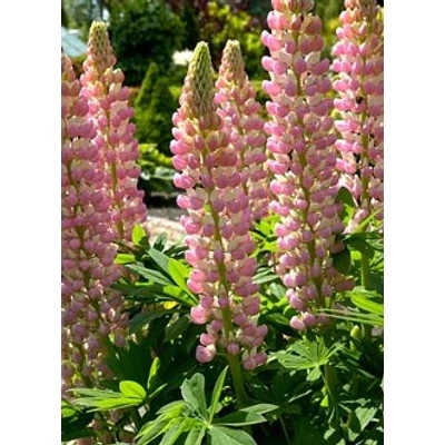 Lupinus 'The Chatelaine' – Csillagfürt (rózsaszín)