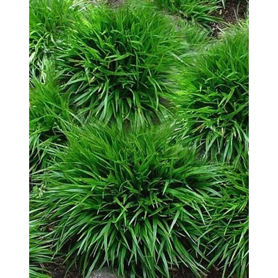Luzula pilosa 'Igel' – Sünzsombék