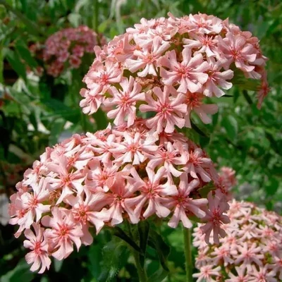 Lychnis chalcedonica 'Carnea' – Kakukkszegfű