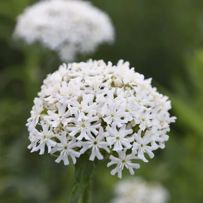 Lychnis chalcedonica 'Rauhreif' – Kakukkszegfű