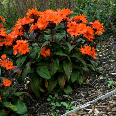 Lychnis x arkwrightii 'Orange Zwerg' – Kakukkszegfű