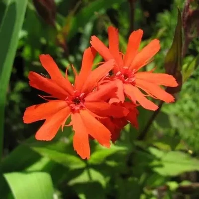 Lychnis x haageana 'Molten Lava' – Kakukkszegfű