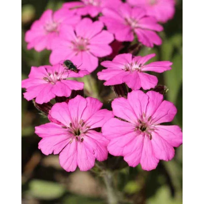 Lychnis alpina 'Magenta' – Havasi kakukkszegfű