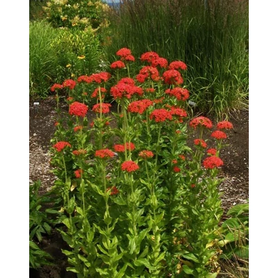 Lychnis chalcedonica – Égőszerelem