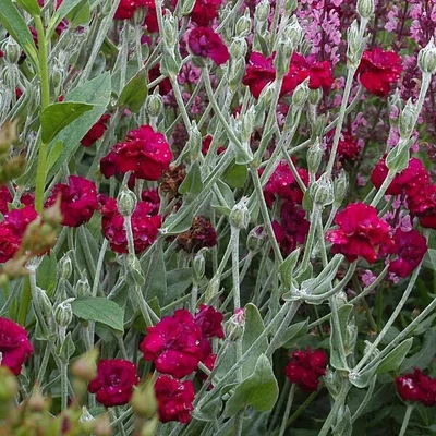 Lychnis coronaria 'Gardeners World' – Bársonyos kakukkszegfű