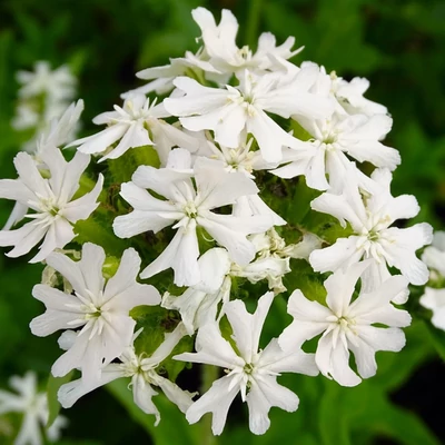 Lychnis viscaria 'Alba' – Balkáni enyvesszegfű, balkáni szurokszegfű