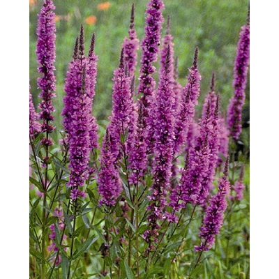Lythrum salicaria 'Red Hybrids' – Réti füzény